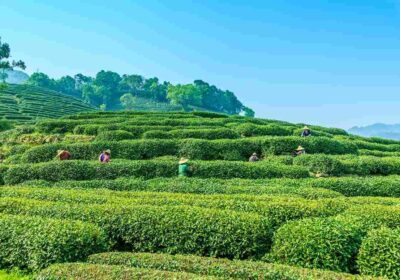 Mcleodganj Tour Package