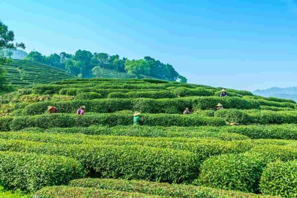 Mcleodganj Tour Package